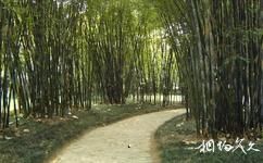 深圳仙湖植物園旅遊攻略之竹區