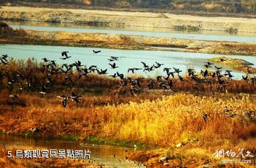 寶雞千湖國家濕地公園-鳥類觀賞區照片