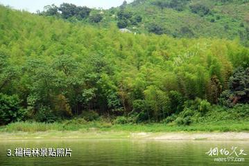 寧波上林湖景區-楊梅林照片