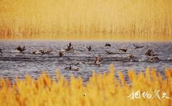 敦煌西湖國家級自然保護區旅遊攻略之珍稀野生動物
