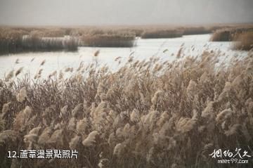 合陽洽川風景名勝區-蘆葦盪照片