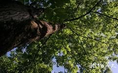 佛坪熊貓谷自然保護區旅遊攻略之水曲柳樹