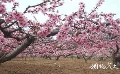 錦州世界園林博覽會旅遊攻略之櫻花園
