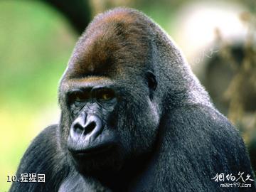 重庆野生动物世界-猩猩园照片