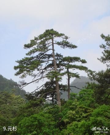 衢州古田山-元杉照片