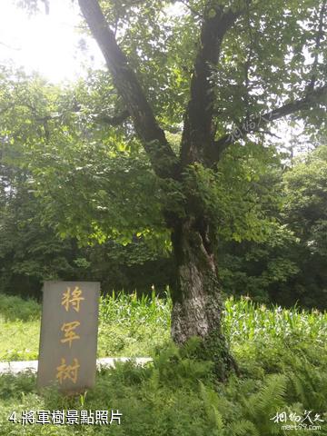 巴中通江空山天盆旅遊景區-將軍樹照片
