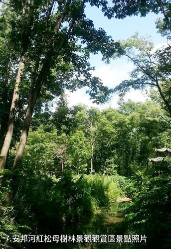 雙鴨山林業局青山國家森林公園-安邦河紅松母樹林景觀觀賞區照片