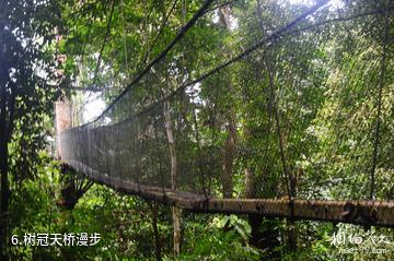 马来西亚姆禄国家公园-树冠天桥漫步照片