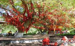 三亚南山文化旅游攻略之祈愿树