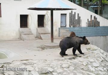 淄博動物園-熊館照片