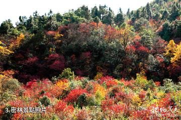 昭通小草壩風景區-密林照片