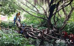 广州长隆旅游攻略之雨林仙踪