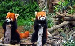 香港海洋公園旅遊攻略之大熊貓之旅