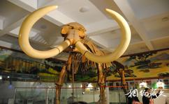 吉林大布苏国家级自然保护区旅游攻略之猛犸象