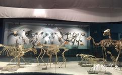 青藏高原自然博物館旅遊攻略之動物標本廳