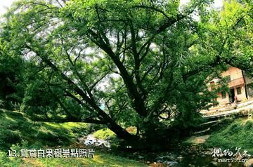 習水國家森林公園-鴛鴦白果樹照片