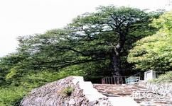吉安井冈山旅游攻略之槲树