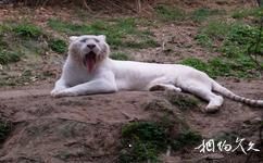 重慶野生動物世界旅遊攻略之白虎園