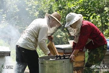 饶河东北黑蜂国家级自然保护区-割蜜照片