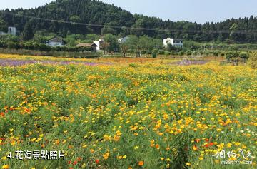 西充中國有機生活公園-花海照片