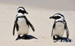 开普敦企鹅滩旅游攻略之南非企鹅