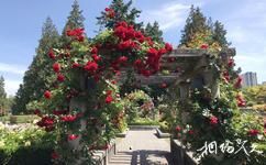 加拿大布查特花园旅游攻略之玫瑰花园