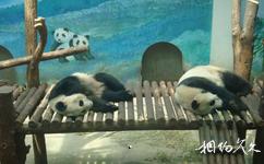 南京红山森林动物园旅游攻略之大熊猫