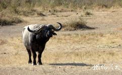肯尼亚马赛马拉国家保护区旅游攻略之野水牛