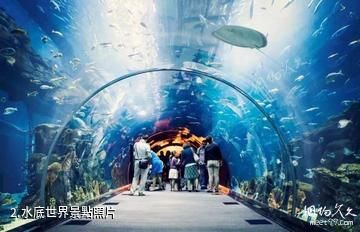 迪拜水族館和水下動物園-水底世界照片
