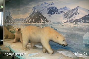奧斯陸弗拉姆（前進號）博物館-北極熊照片
