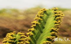 肯亞安博塞利國家公園旅遊攻略之沙漠植物