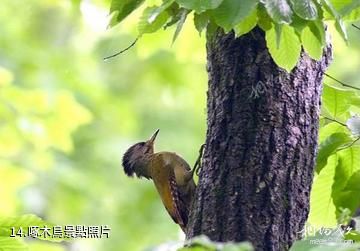 衢州古田山-啄木鳥照片