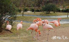 青島森林野生動物世界旅遊攻略之火烈鳥