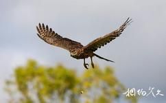雲南大山包黑頸鶴國家級自然保護區旅遊攻略之蒼鷹