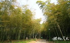 杭州植物园旅游攻略之竹类区