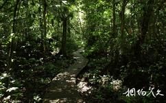 馬來西亞姆祿國家公園旅遊攻略之熱帶雨林