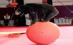 牡丹江黑宝熊乐园旅游攻略之熊踩球