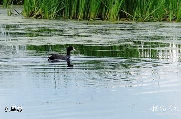 双鸭山安邦河湿地公园-鸟类照片
