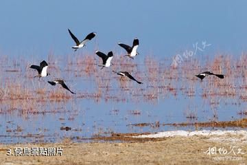 墨玉拉里昆國家濕地公園-候鳥照片