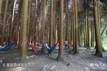 重慶石柱千野草場-萬畝森林照片