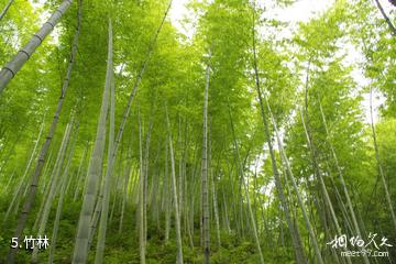 黟县打鼓岭-竹林照片