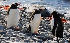 南极半岛旅游攻略之巴布亚企鹅