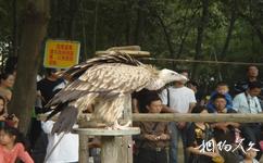 武漢東湖鳥語林旅遊攻略之禿鷲