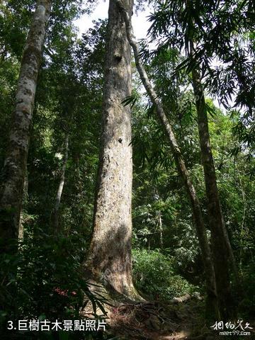 海南吊羅山國家森林公園-巨樹古木照片