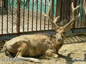 東營龍悅湖天鵝湖-麋鹿照片