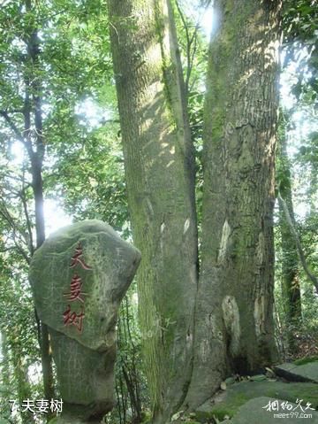 重庆圣灯山森林公园-夫妻树照片