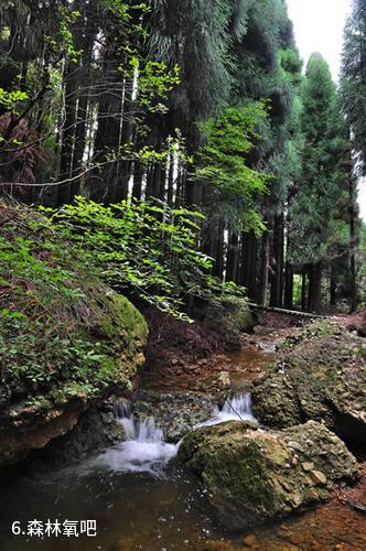 广元天曌山-森林氧吧照片