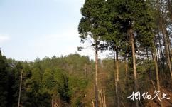 钱江源国家森林公园旅游攻略之原始次生林