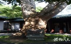 儋州东坡文化旅游攻略之凤凰树