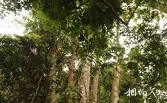 海南霸王嶺國家森林公園旅遊攻略之一母生五子奇觀